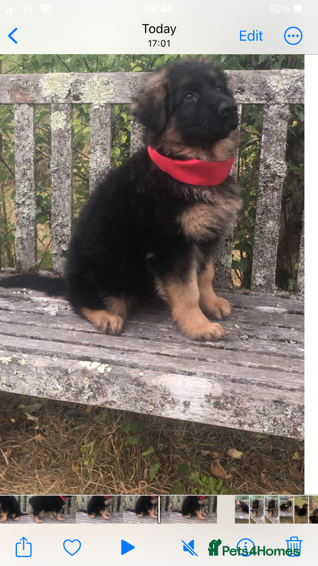 German Shepherd dogs for sale: Beautiful chunky long haired black, tan & red pups - Image 8