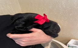 Cocker Spaniel dogs for sale:  Cocker spaniel puppies  - Advert 27