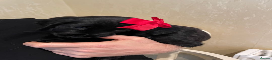 Cocker Spaniel Puppy 1