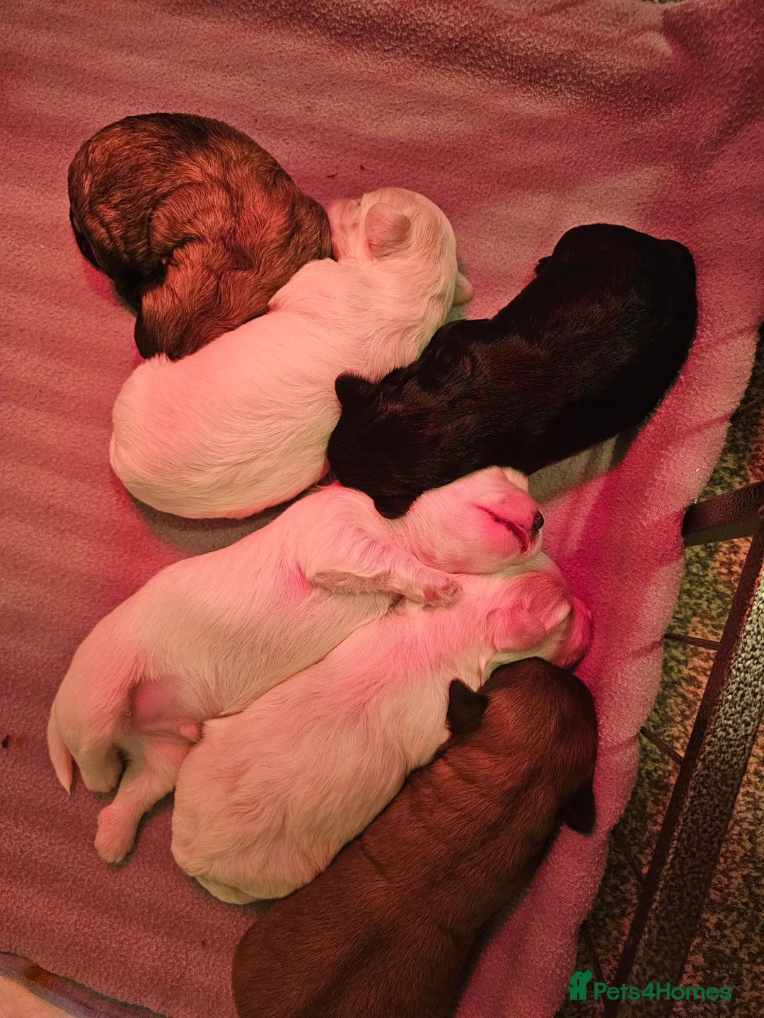 Bichon Frise dogs for sale: Bichon puppies in Luton - Advert 10