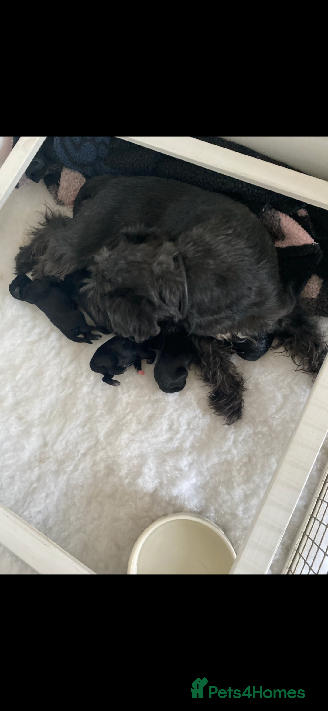 Miniature Schnauzer dogs for sale: Miniature Schnauzers - Image 2