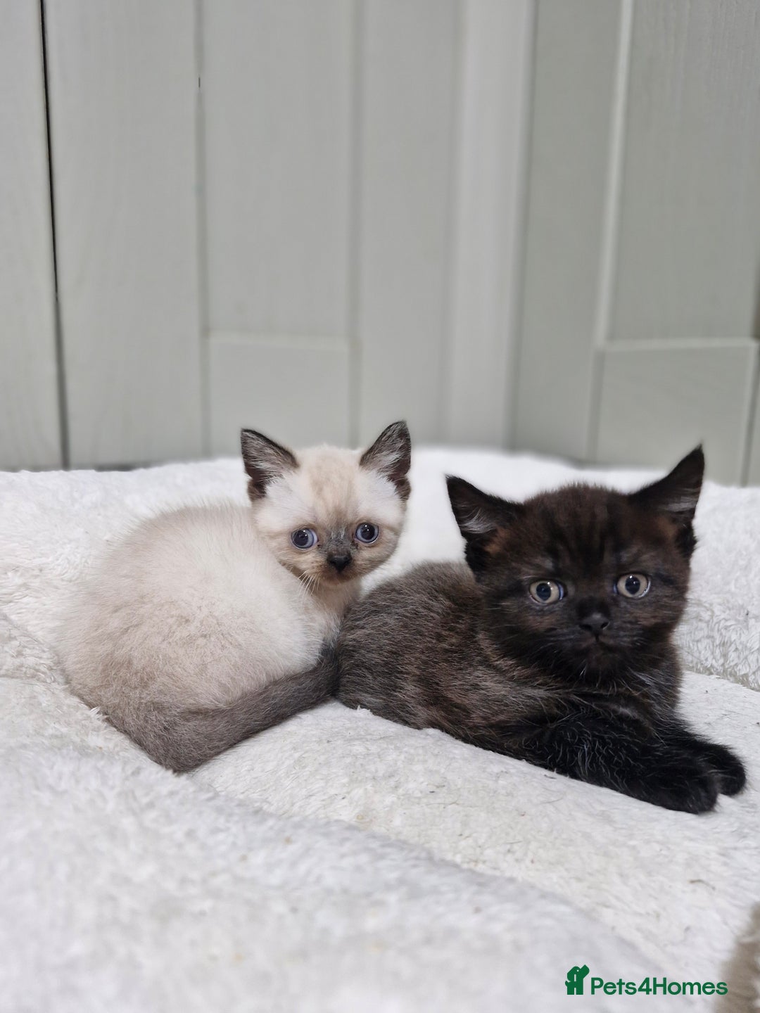 British Shorthair cats for sale: British short hair baby boys - Image 4