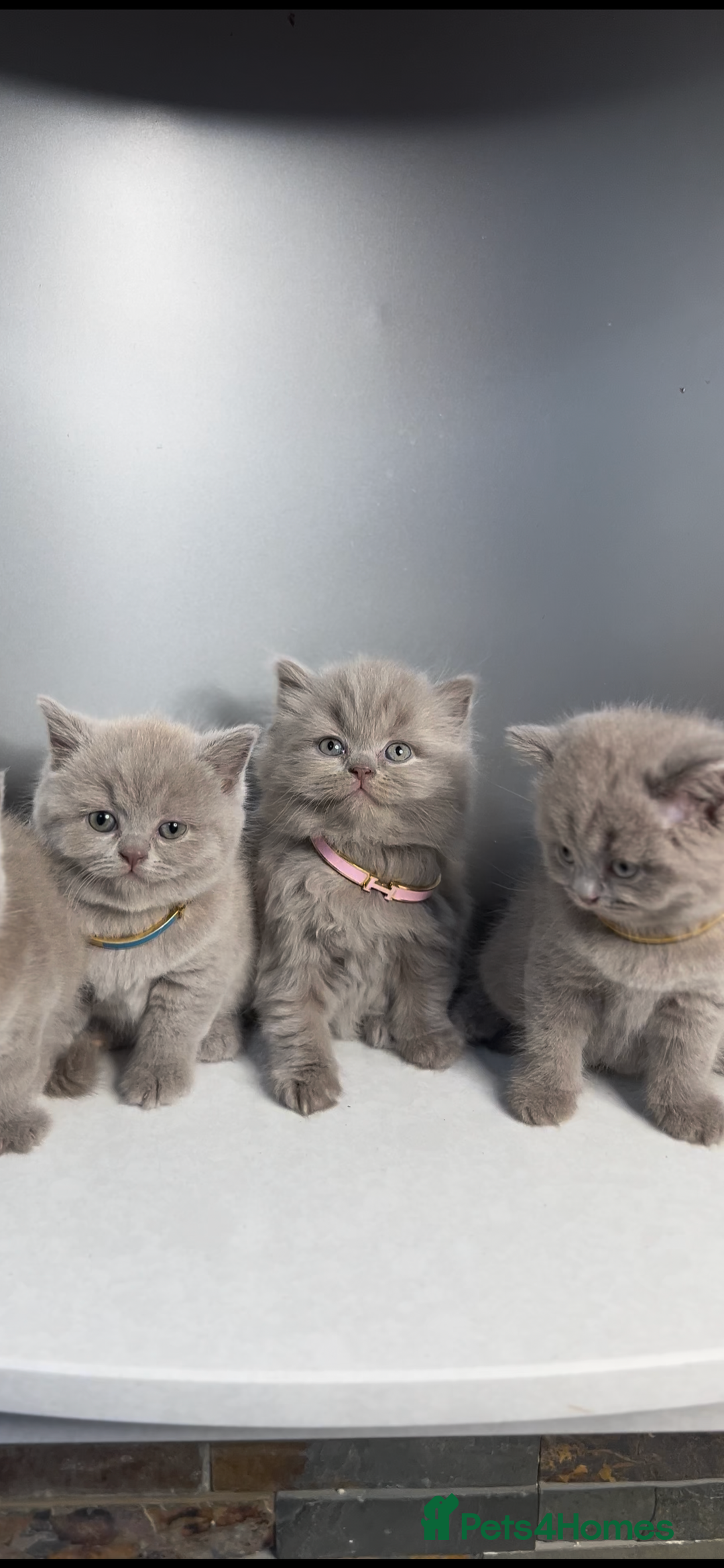 British Shorthair cats for sale: Last Female Lilac BSH TIKTOK FAMOUS  - Image 1