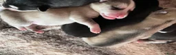 Alaskan Malamute dogs for sale: Beautiful Alaskan Malamutes Puppies For Sale - Advert 10