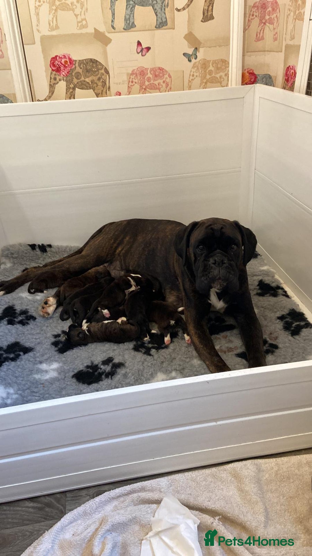 Boxer dogs for sale: Boxer puppies - Advert 2