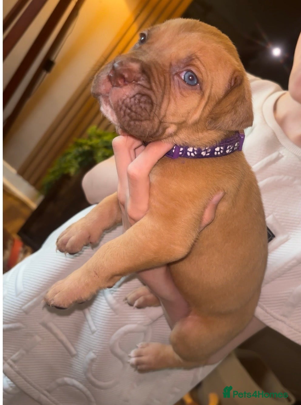 Mixed Breed dogs Mastiff pups. 5 left  - Advert 2