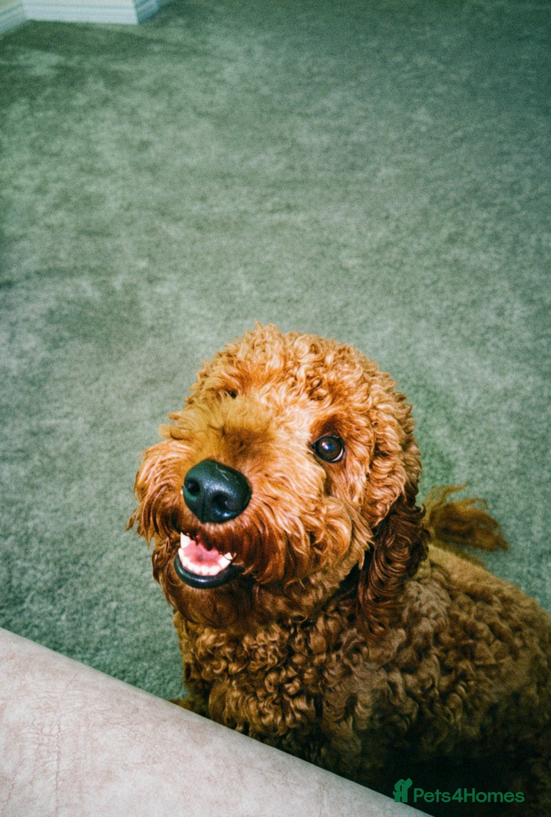 Miniature Poodle dogs for stud: Reggie Miniature KC registered Poodle   - Advert 2