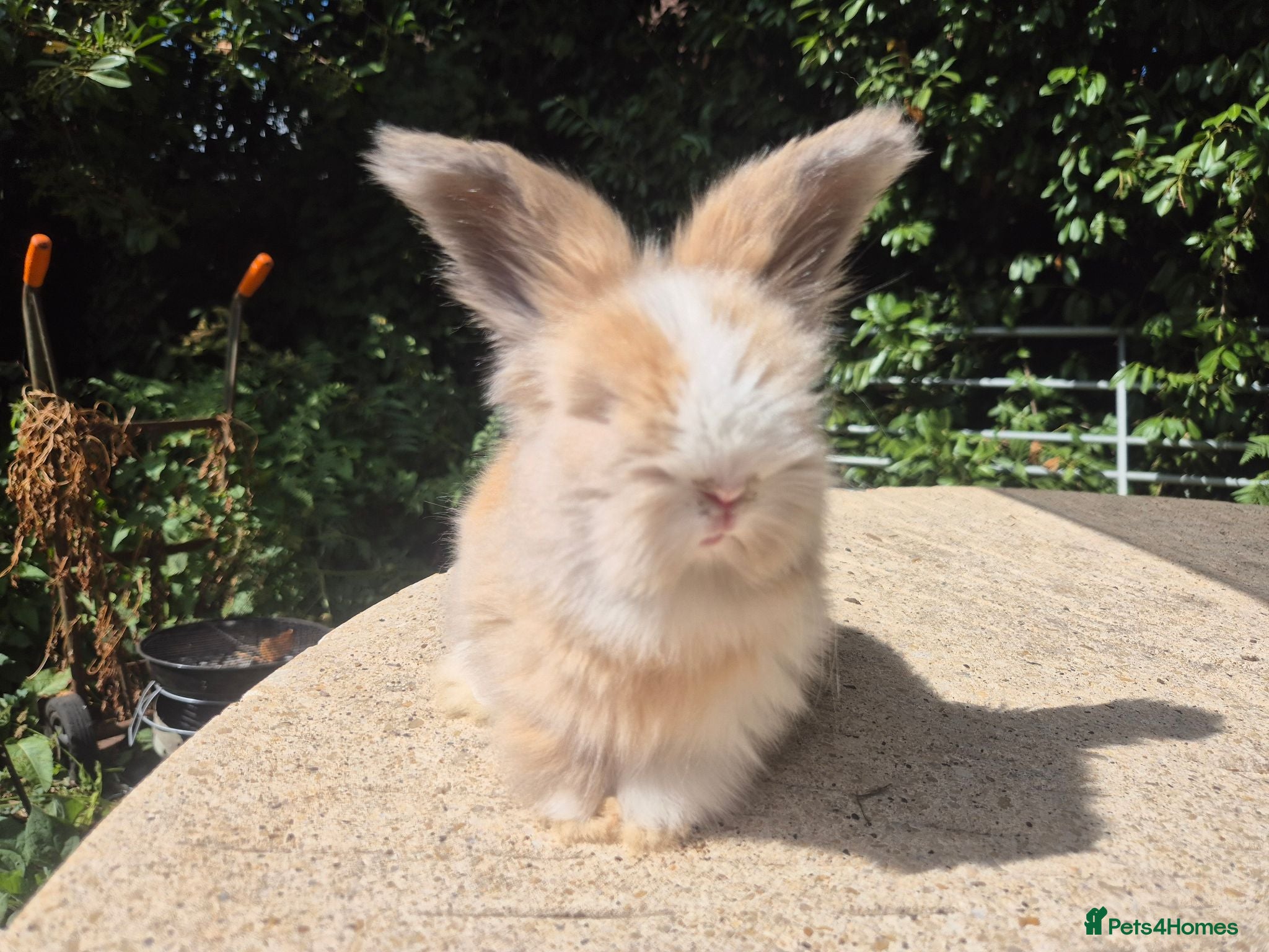 Angora rabbits 🩷 FULL FACE ANGORA BABIES- PARENTS FROM🇫🇷 - Advert 2