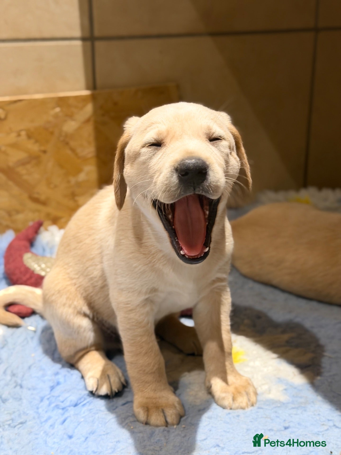Labradoodle dogs Fb1 labradoodle puppies  - Advert 12