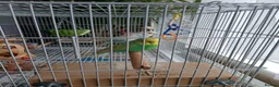 Lovebirds birds for sale: 2 Budgies for sale in London - Advert 3
