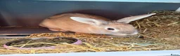Mixed Breed rabbits for sale: Two rabbits for sale male / female  in Durham - Advert 3