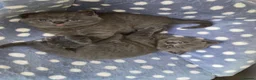 British Shorthair cats for sale: Beautiful British Shorthair Kittens  - Advert 8