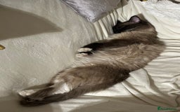 Ragdoll cats for sale: 🐾 Loving 21-Month-Old Male Seal Mitted Ragdoll 🐾 - Image 9