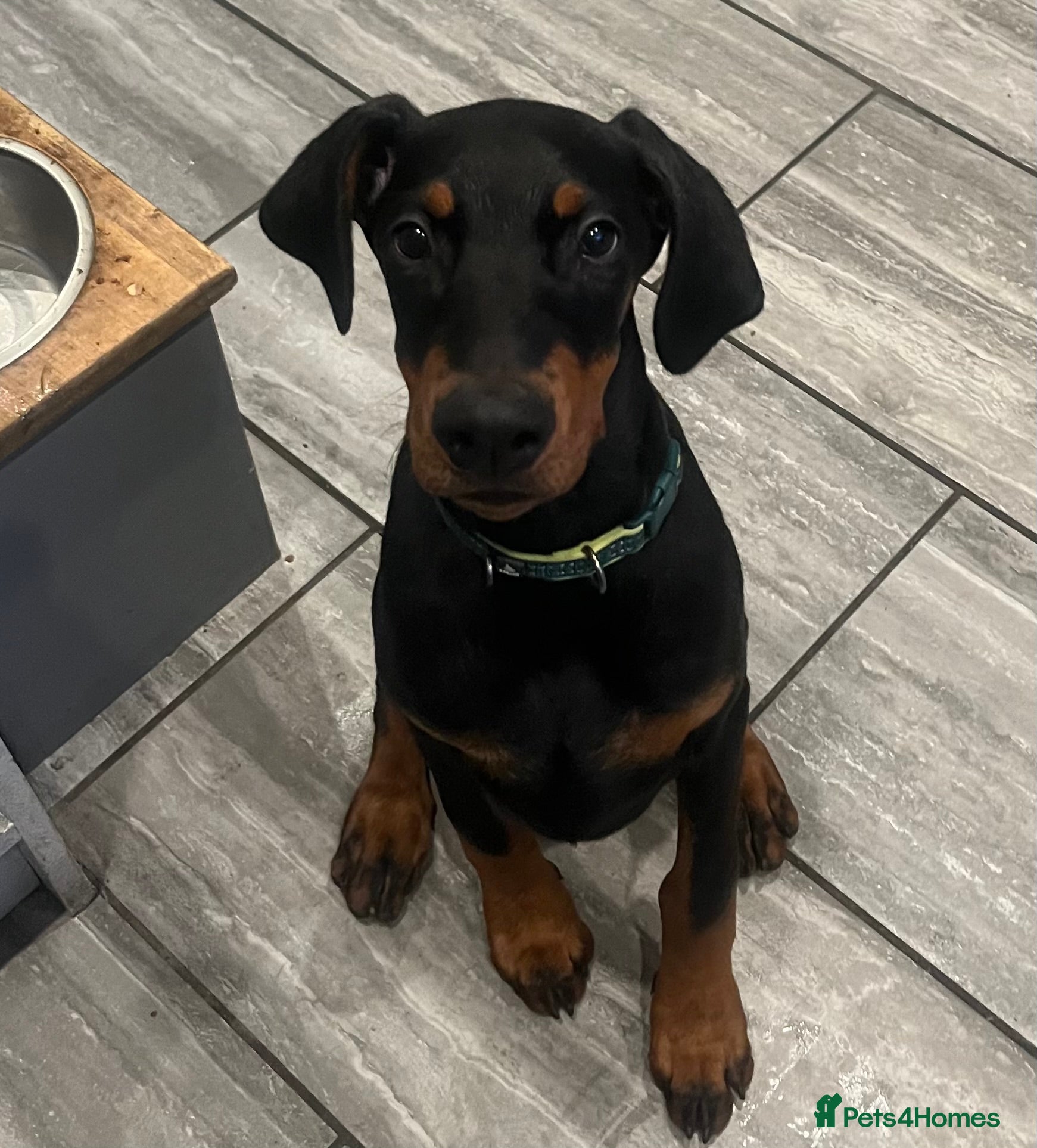 Dobermann dogs KC registered black&Tan Doberman Bitch 4 month old - Advert 1