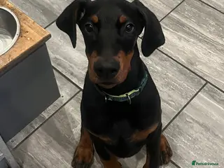 Dobermann dogs KC registered black&Tan Doberman Bitch 4 month old - Advert 8