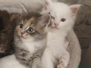 Maine Coon cats - Advert 35