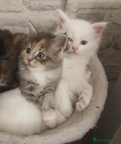 Maine Coon cats - Advert 13