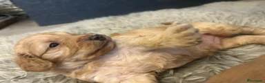 Cockapoo Puppy 1