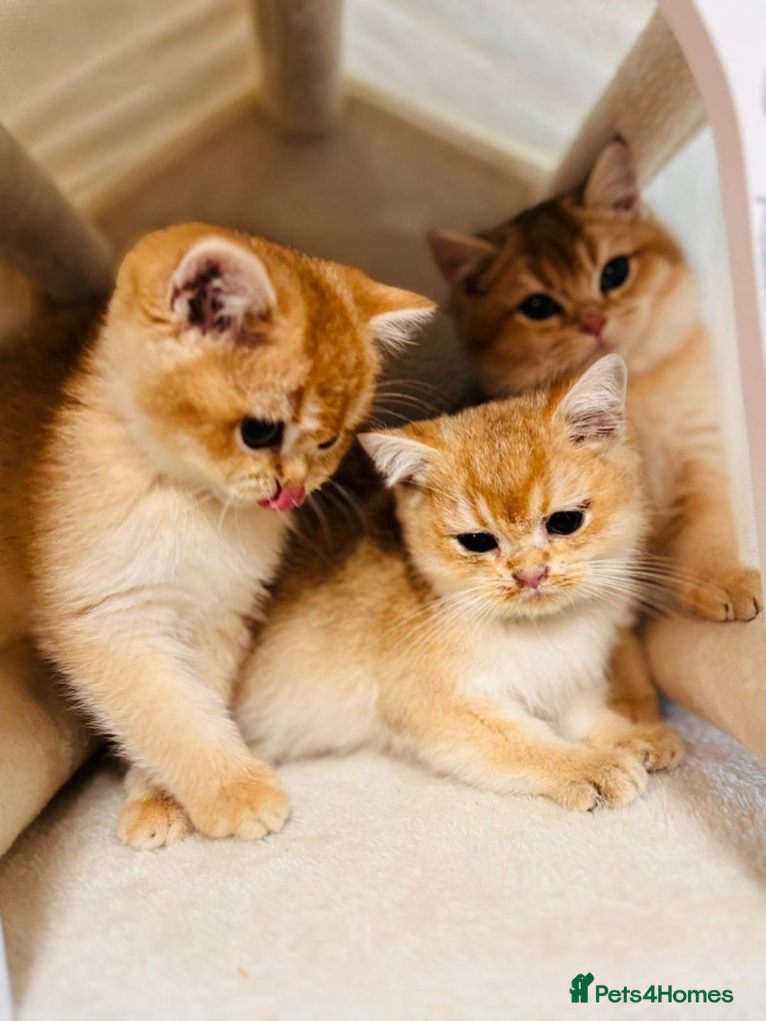 British Shorthair cats for sale: Charming British golden chinchillas - Advert 39