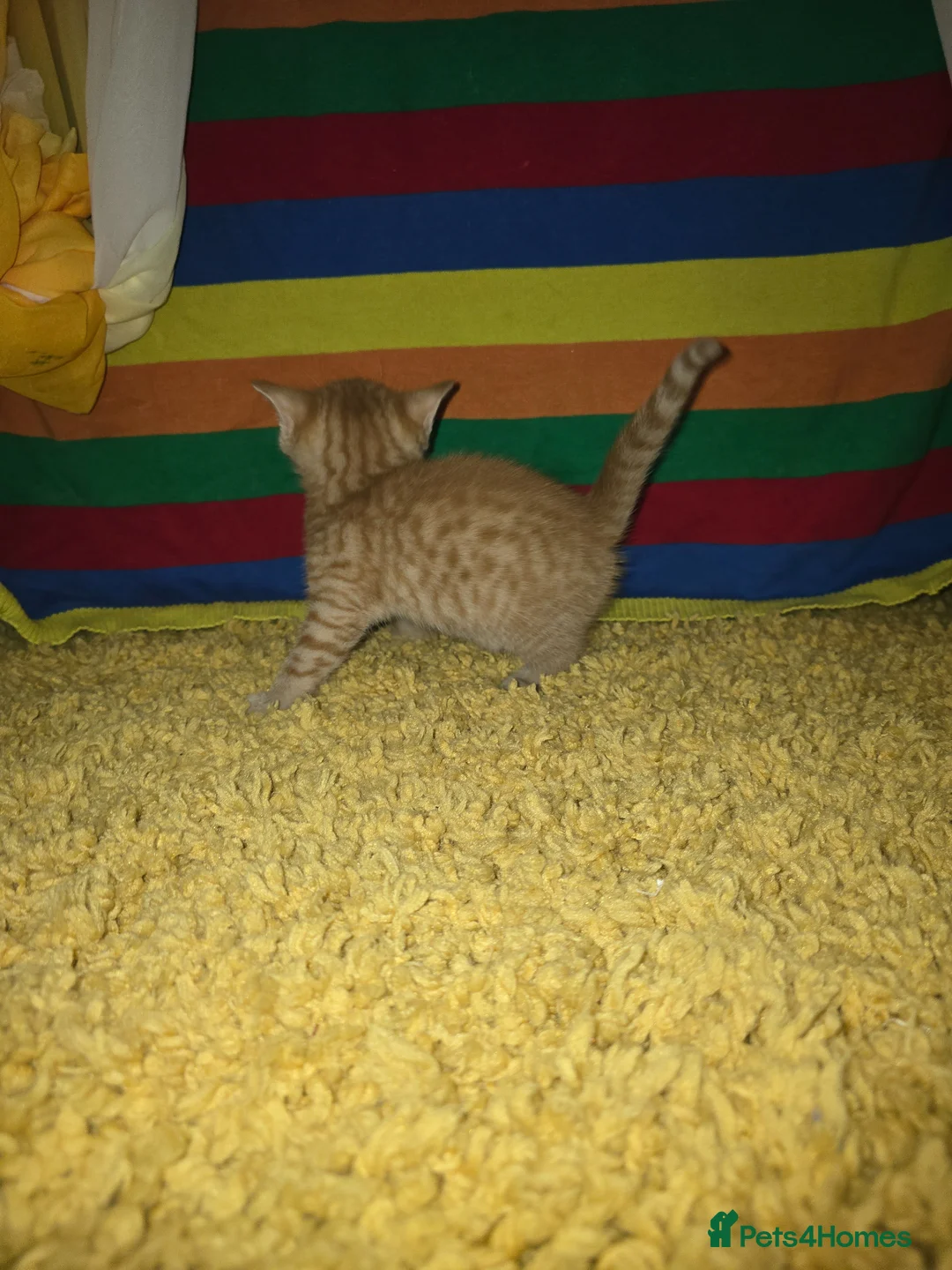Mixed Breed cats for sale: 3 kittens for sale  - Advert 2