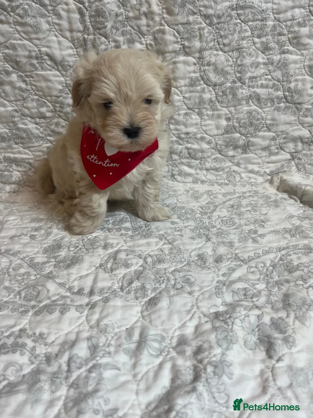 Maltipoo dogs for sale: 🤩2 stunning f1 Maltipoo 🤩 - Advert 1