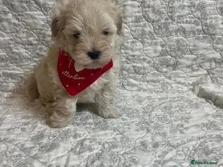Maltipoo dogs 🤩2 stunning f1 Maltipoo 🤩 - Advert 9