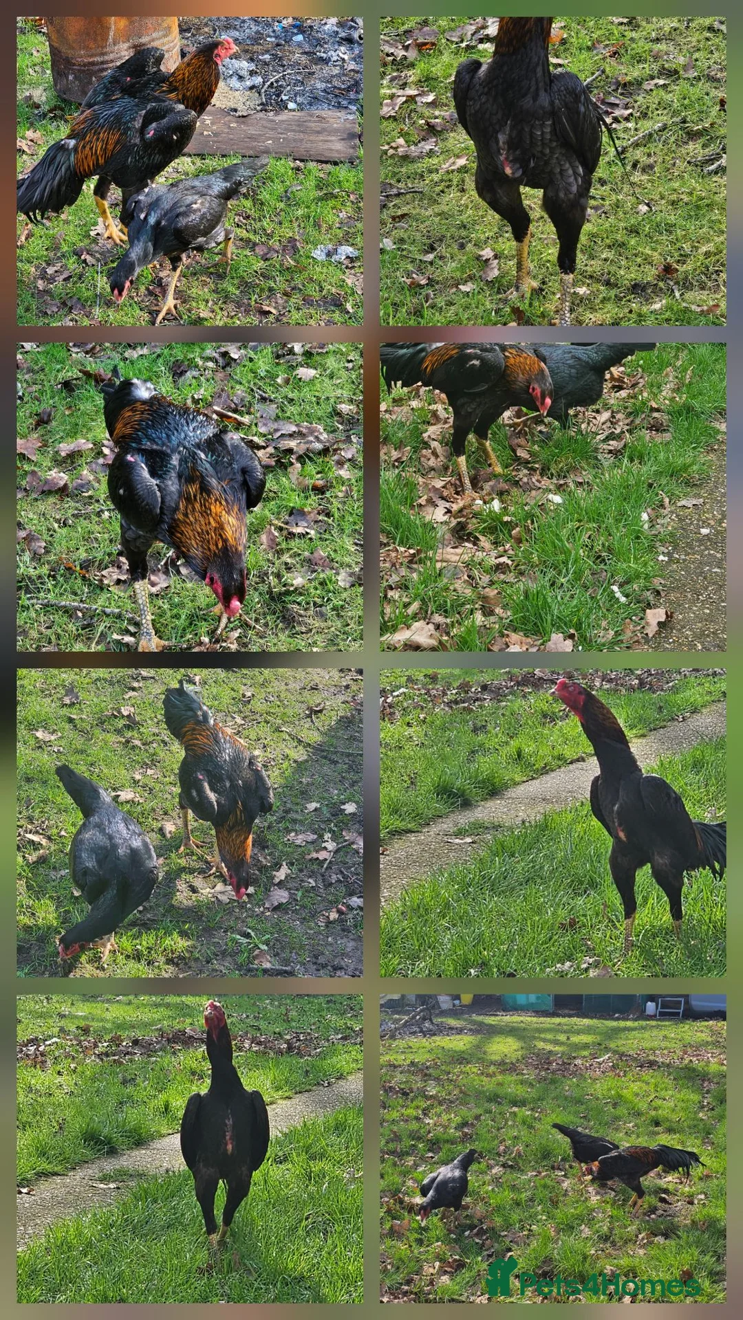 Chickens poultry for sale: O shamos pure japenese and belguims   - Advert 2