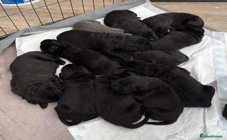 Cane Corso dogs - Advert 1