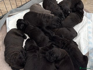 Cane Corso dogs - Advert 1