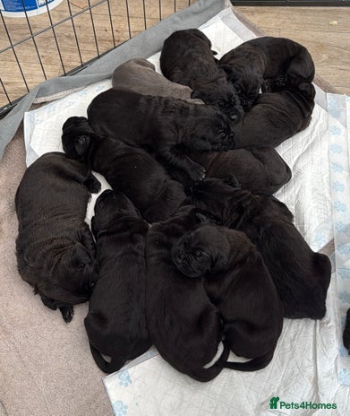 Cane Corso dogs - Advert 1