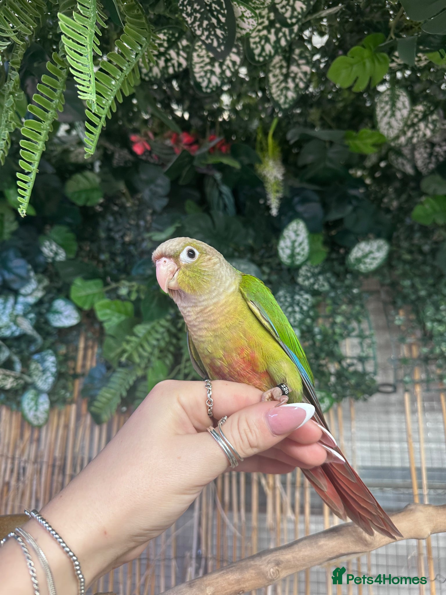Conures birds Hand reared Green cheek conures  - Advert 2