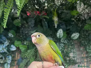 Conures birds Hand reared Green cheek conures - Advert 2