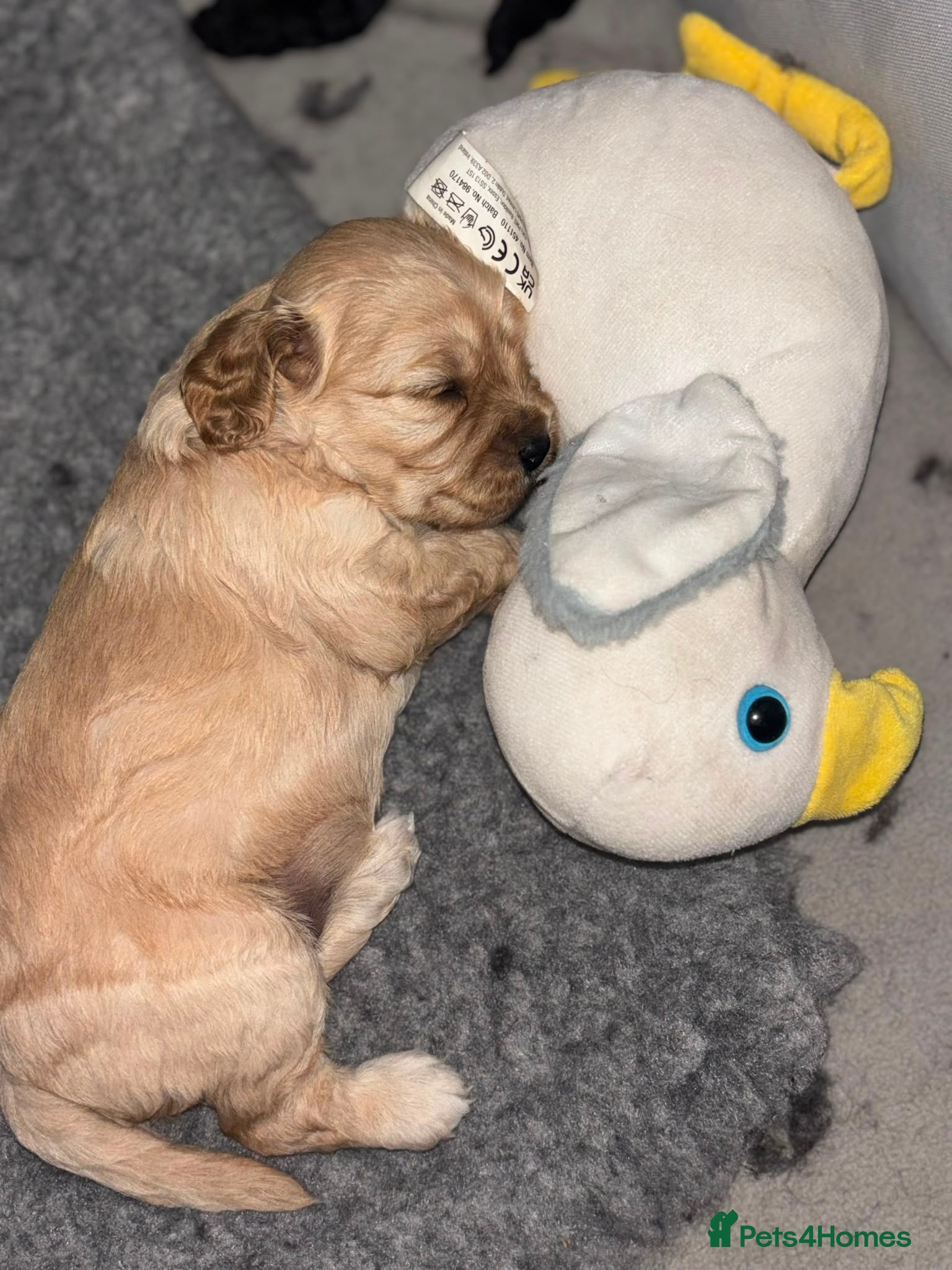 Cavapoo dogs 🌟🌟Beautiful F1 Cavapoo puppies 🌟🌟 - Advert 2