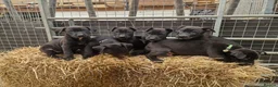 Mixed Breed dogs for sale: Dutch herder/bull herder - Advert 6