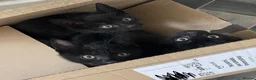 Mixed Breed cats for sale: 3 gorgeous boys  - Advert 3
