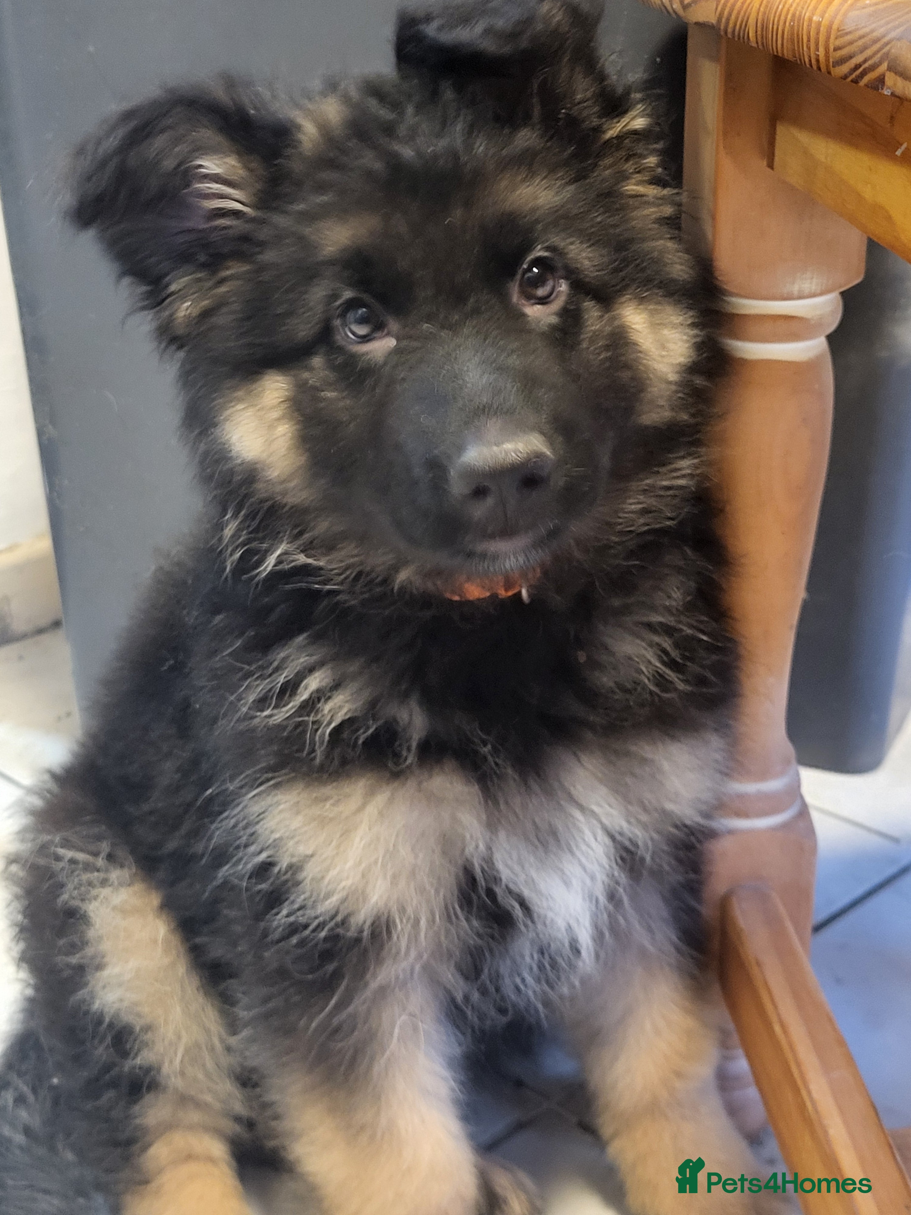 German Shepherd dogs German shepard puppies for sale - Advert 8