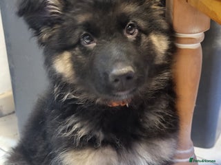 German Shepherd dogs German shepard puppies for sale - Advert 8