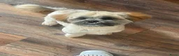Shih Tzu dogs for sale: Female Shih tzu - Advert 1