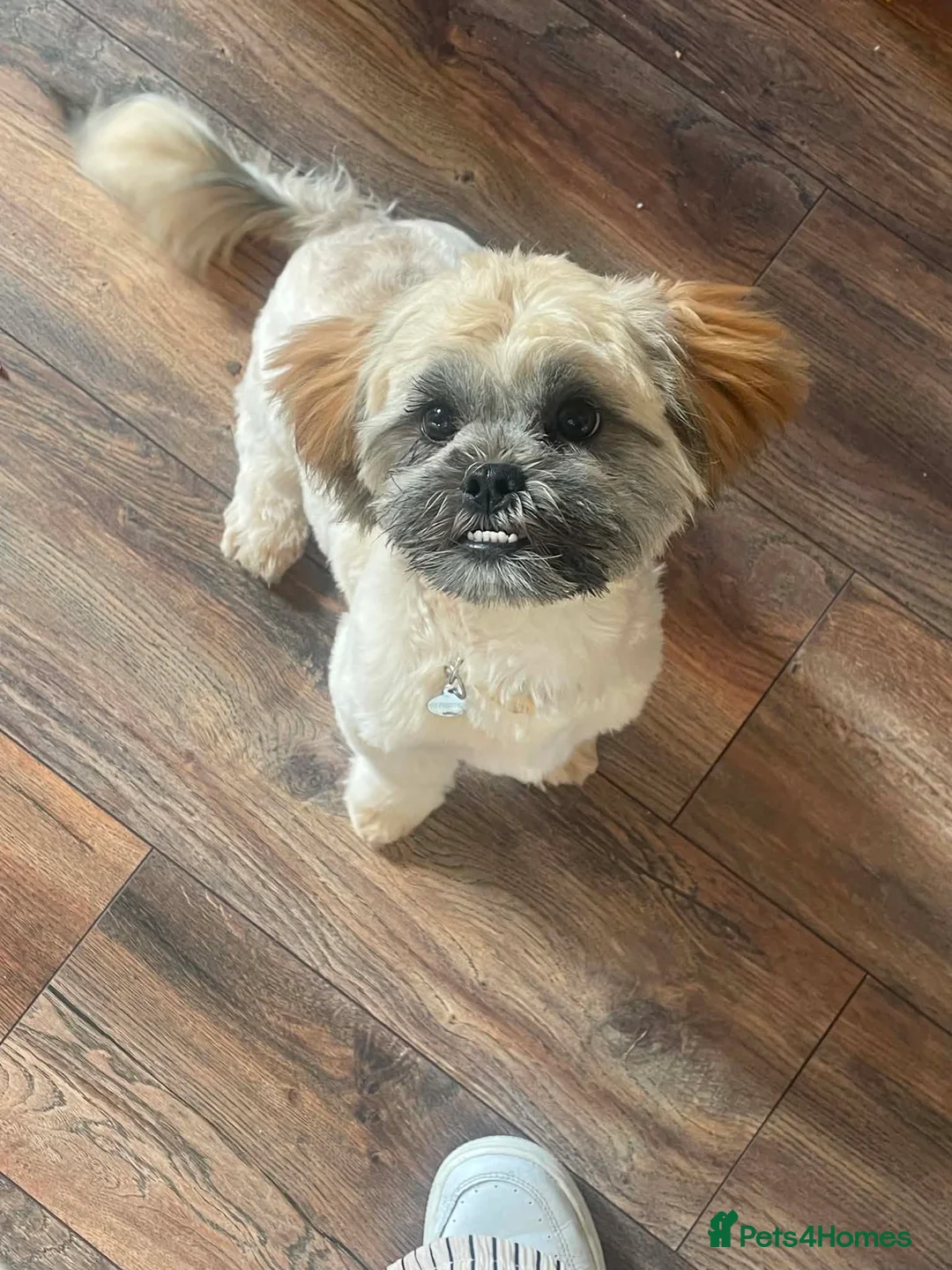 Shih Tzu dogs for sale: Female Shih tzu - Advert 1