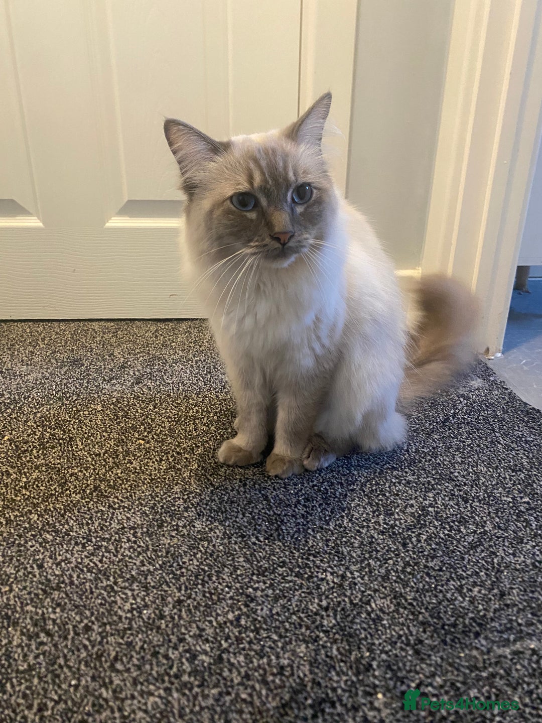 Ragdoll cats for sale: Lovely Ragdoll boy looking for forever home  - Advert 3