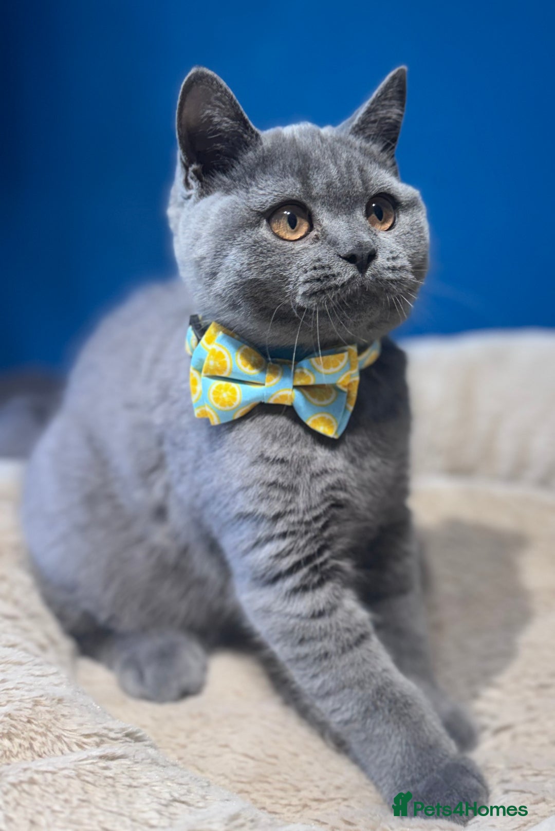 British Shorthair cats for sale: Beautiful GCCF Registered BSH Kittens - Ready Now - Image 11