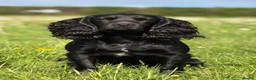 Cocker Spaniel dogs for sale: Top Quality KC  Working Cocker Spaniel puppies  in Cardiff - Advert 9
