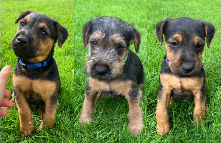 Lakeland Terrier dogs Beautiful Lakeland  - Advert 1