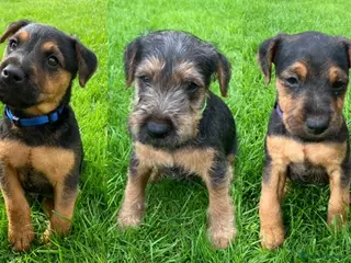 Lakeland Terrier dogs Beautiful Lakeland - Advert 10