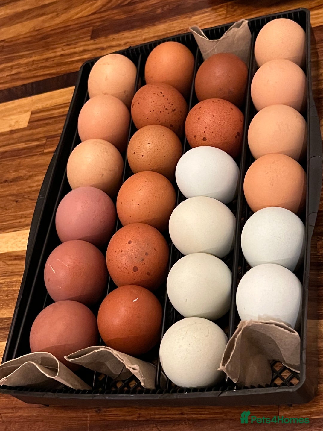 Chickens poultry for sale: Hatching eggs  - Image 7