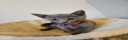 Russian Blue cats for sale: Russian Blue Kittens • TICA Lines - Advert 37