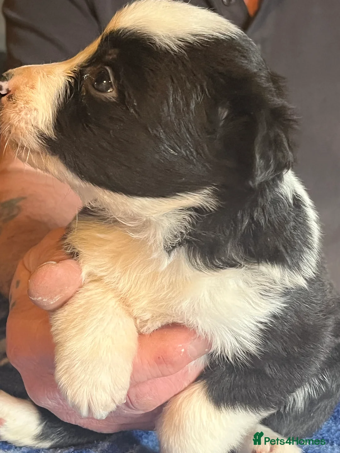 Border Collie dogs for sale: Border collie puppies, excellent litter!!  - Advert 13