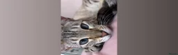 Bengal cats for sale:     Loving Snow Bengal Girl - Advert 8