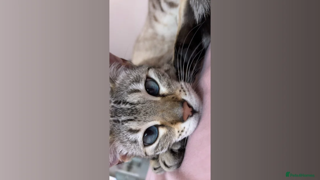 Bengal cats for sale:     Loving Snow Bengal Girl - Advert 8