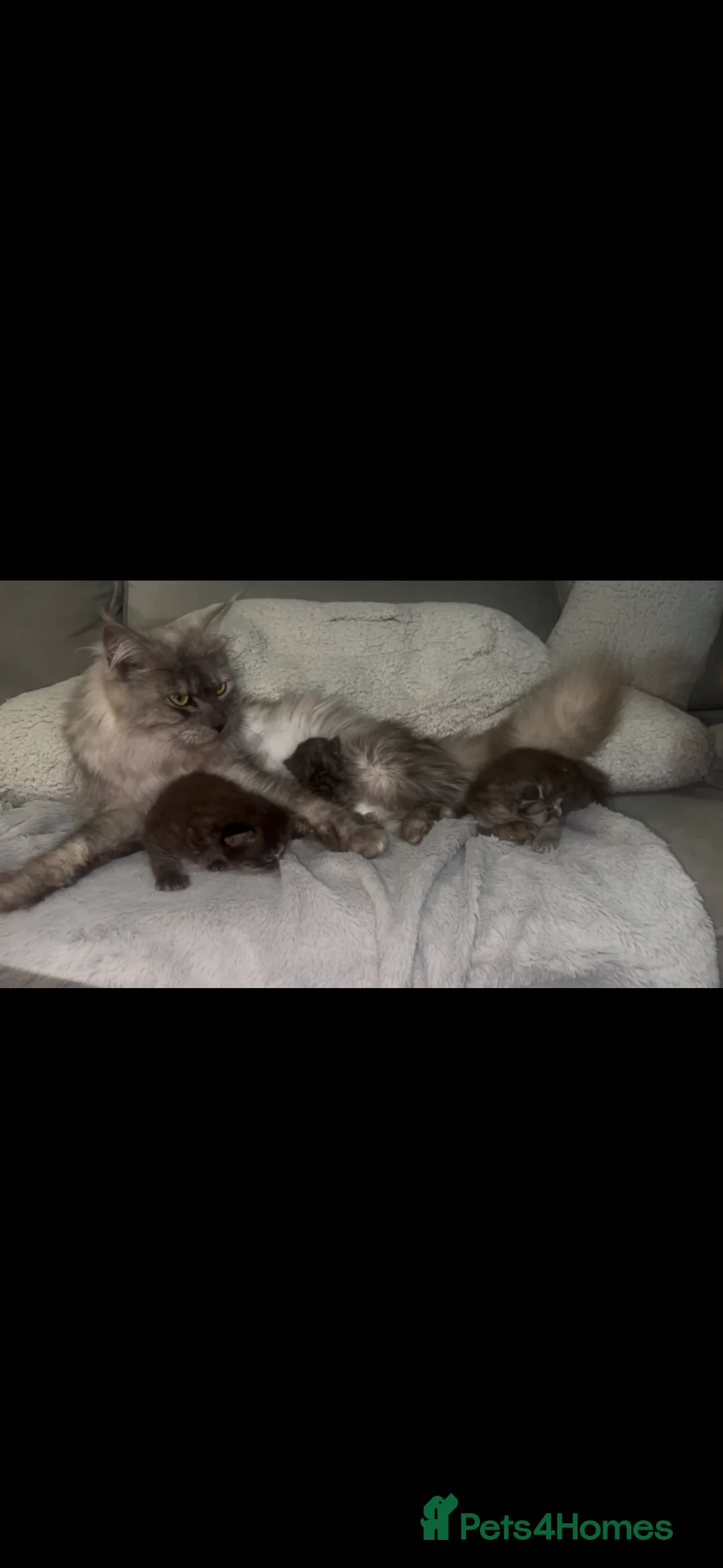 Maine Coon cats for sale: TICA MAINE COON KITTENS - Advert 2